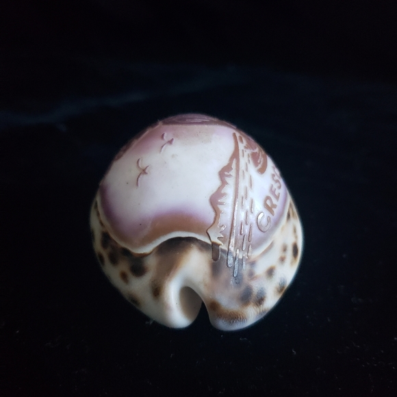 #Handcraved Cowrie Shell Souvenir Crescent City CA Sea Scene - Picture 7 of 7